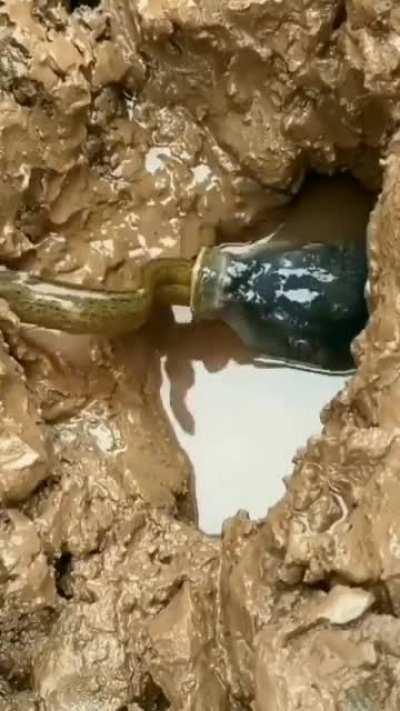 Não, impossível ser o SUGAS!