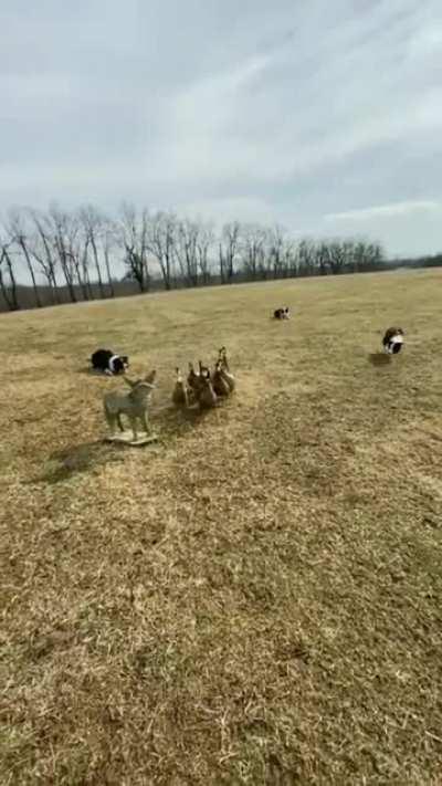 3 Border Collie dogs demonstrate their extreme coordination skills by directing a flock of ducks