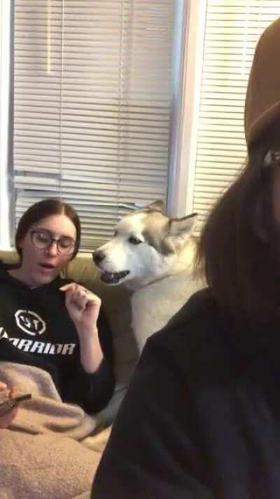 Taco arguing with my wife last night