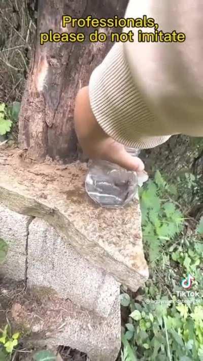 An encounter with an asian giant hornet