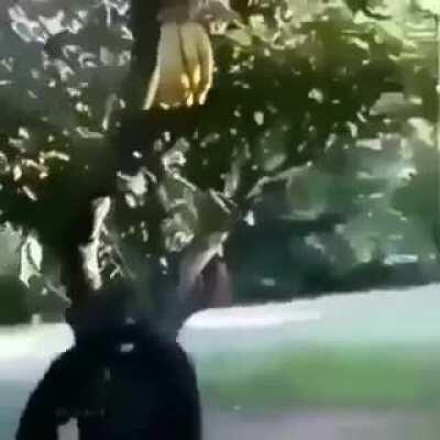 DON'T TOUCH MY BANANAS