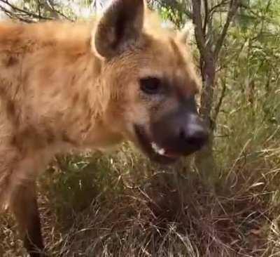 posting yeens until I get to pet one day 978 BITE!