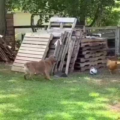 Best game of chase you will ever see