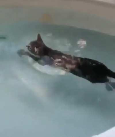 Not All Cats Hate Water