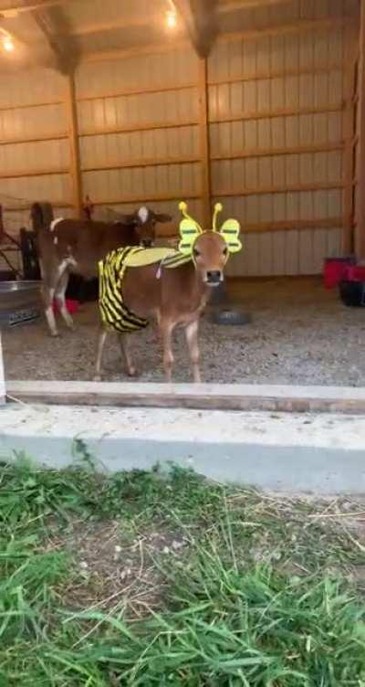 Daisy the bee is ready for Halloween 🐝