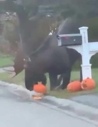 This moose eating a pumpkin decoration. The other pumpkin is traumatized