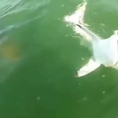 Everyone's afraid of sharks, but nobody mentions the Goliath Grouper. Here's one eating a shark.