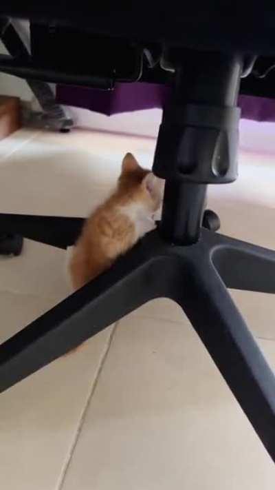 It's not easy to be a smol criminal