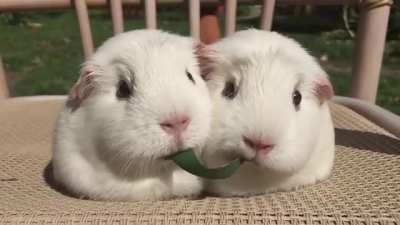 Guinea Pigs Play Tug-of-War With Blade of Grass u/yuvraj42