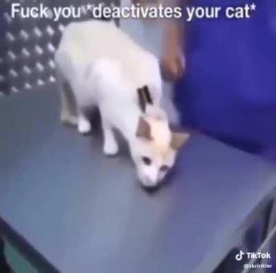Desligue seu gato