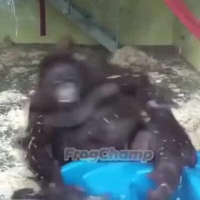 ORANGUTAN FALLS AND FUCKING DIES