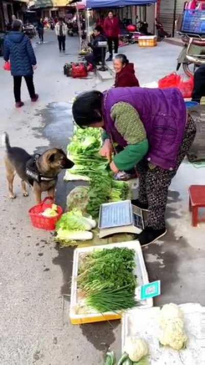 German Shepherd Dog Buying Food For His Owner.