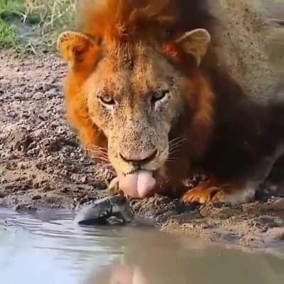 The lions thirsty, I just hope he's not hungry!