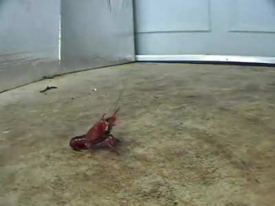 She is wearing sexy black skinny pants and boots.
She enjoys stomping on crawfish.
Would you like to turn into a crayfish and be crushed by her?