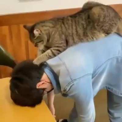 Masseur cat - head massage!