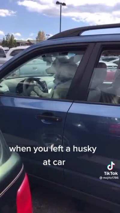 Husky knows exactly what it's doing
