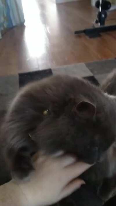 My friend's cat, Neo, will grab at your hand whenever he wants pats