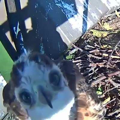 🔥 Red-tailed hawk chick discovers their reflection in a wildlife camera 🔥