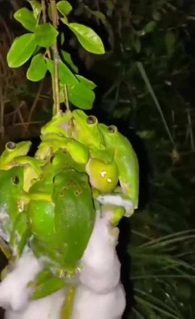 Mating of frogs occurs in the form of orgies in large groups. In most species, the females release the eggs, which are then immediately covered by the males with their sperm for fertilization. The white foam in the video is caviar wrapped in semen. - So i