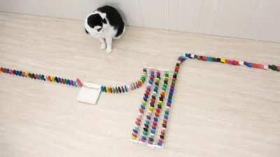Cats and Dominos. Dominos and Cats