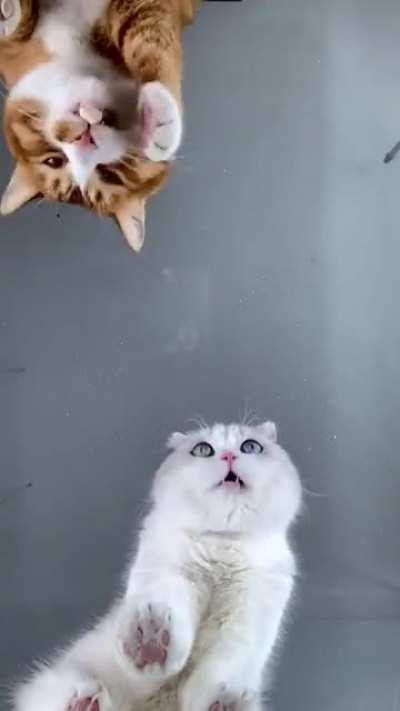 Orange cats are my spirit animal!