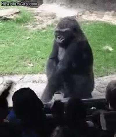 Ох уж эти приматы...