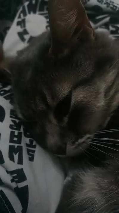 Our everyday morning purr time