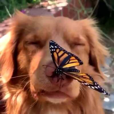 Pupper is a Disney Princess