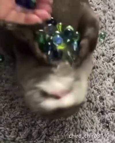 Unmute for them jingling marbles noises