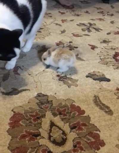 Found this little guy in my backyard yesterday. He seems to be getting along ok with the cat. We might be releasing him soon because I’ve seen a couple bigger bunnies outside that might be his parents.