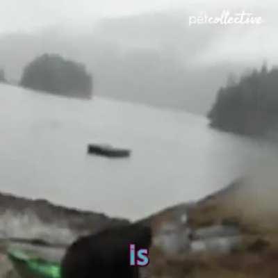 Who Would Win? Lady with Pepper Spray vs. Angry Bear.