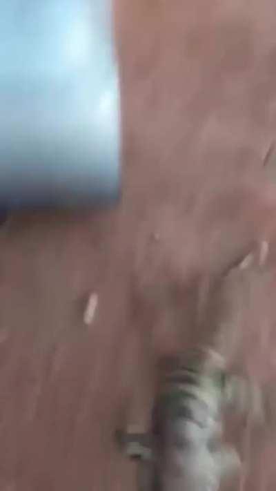 Messing with a wild lizard