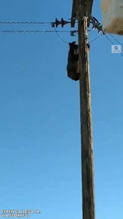 Bear found sleeping on a pole