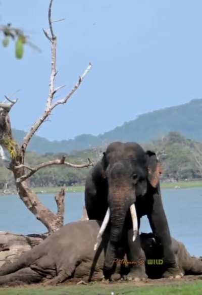 While in musth, a Tusker killed an adolescent elephant and shows unusual behaviour afterwards.