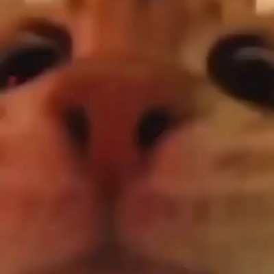 oompasubs - Video #3903