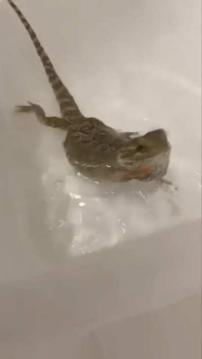Our beardie freaks out when swimming/bathing depth and tempreture are right. Has anyone else experienced this?