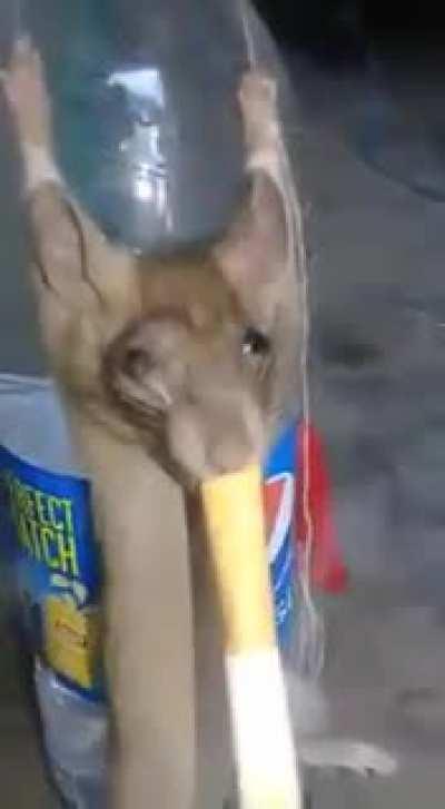 Saw something similar, being a rat getting slapped.