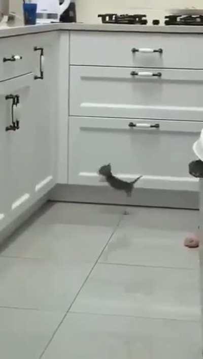 Smol criminal tries to jump on counter (credit to @akkitwts on twitter)