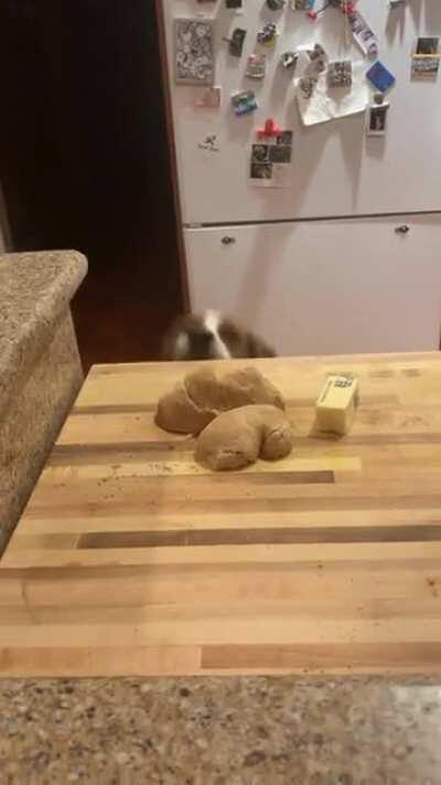 I heard her collar jingling from the office... I just didn’t know why