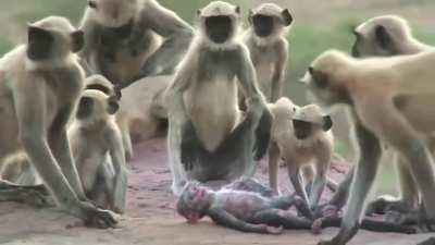 Monkeys mistake the spy robot to be a dead monkey and mourn