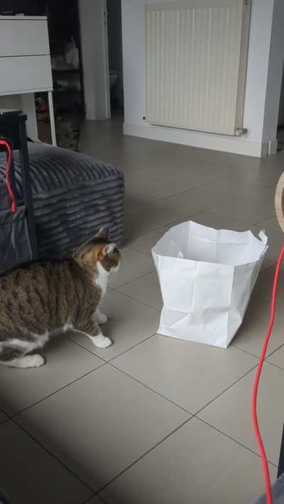 A catculated jump from Lily