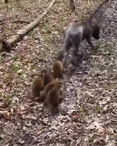 пизда тебе бульдог ебаный