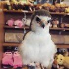 HIS NAME IS PINGU AND HE’S A PYGMY FALCON