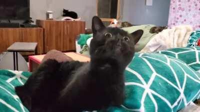 Megalodon tells me about her day