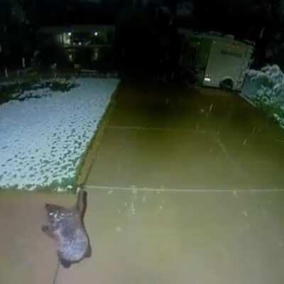 Here's a baby bear innocently trying to catch snowflakes to brighten your day
