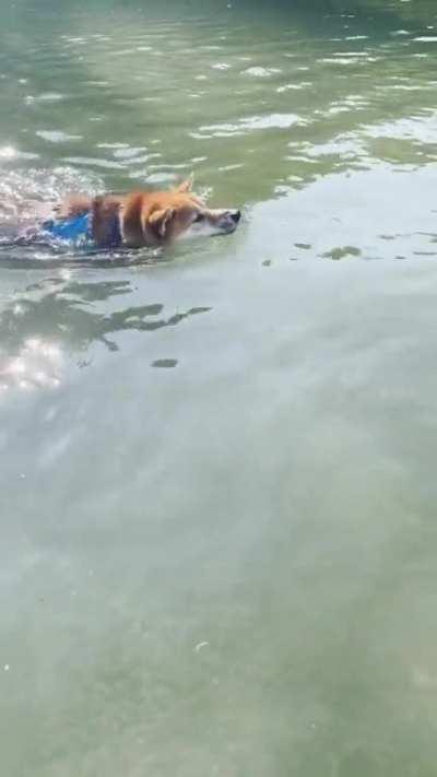 Does anyone else have a swimming shibi?
