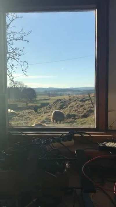 Live Ambient with horses going wild on a wonderful sunny afternoon. Thought you might enjoy this.