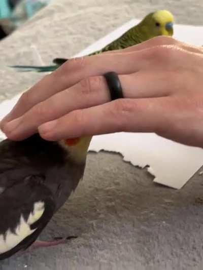 Ignore my doom pile in the background, but here’s Groot partying to my partner scratching a pizza box