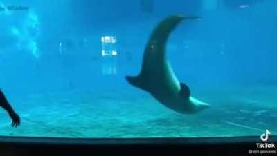 Dolphins doing cartwheels with an aquarium guest
