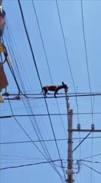 “My Ordinary Life”